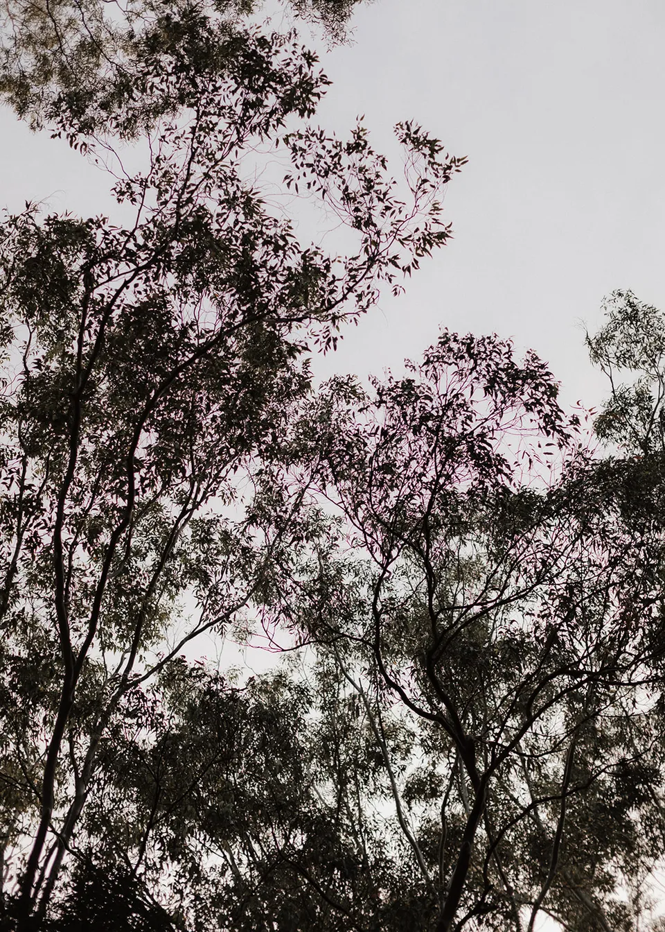 Tall leafy treetops framing a pale patch of sky. At Fig Tree Villa in Ewingsdale, Byron Bay, for an Elopement Collective elopement. Photograph by Bulb Creative.