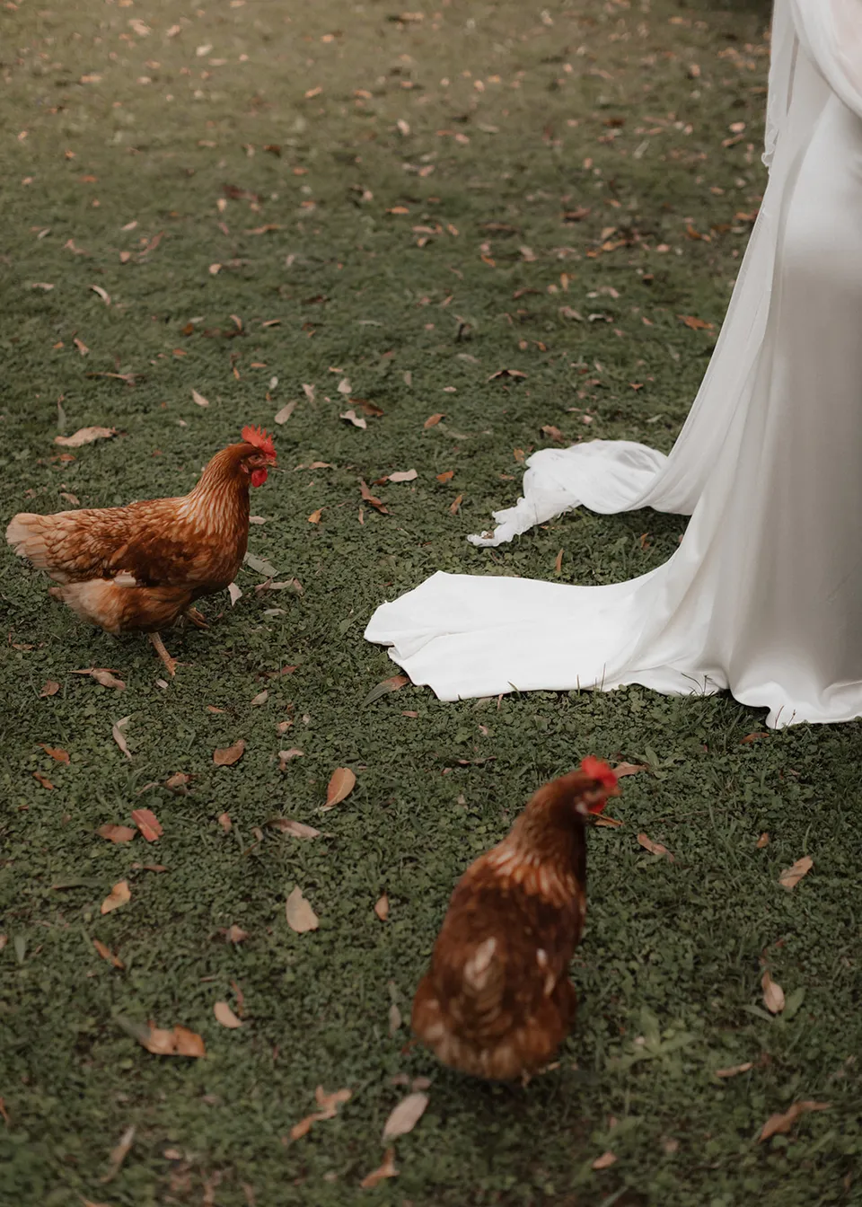 Brown hens walking close to the trailing hem of Elyse's dress. At Fig Tree Villa in Ewingsdale, Byron Bay, for an Elopement Collective elopement. Photograph by Bulb Creative.