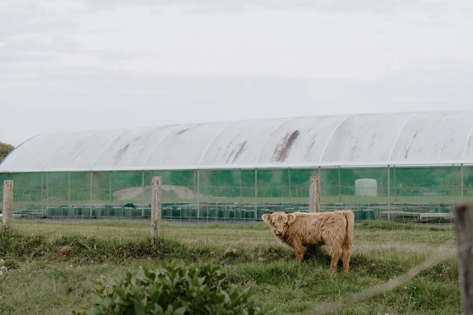 A shaggy cow standing beside a greenhouse at The Farm. At The Farm and Three Blue Ducks in Ewingsdale, Byron Bay, for an Elopement Collective elopement. Photograph by George Bowden.