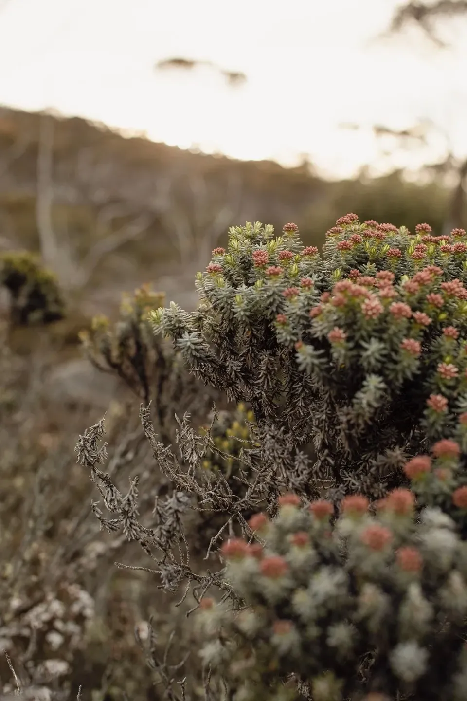 Small flowering shrubs grow beside a rocky path in soft evening light.