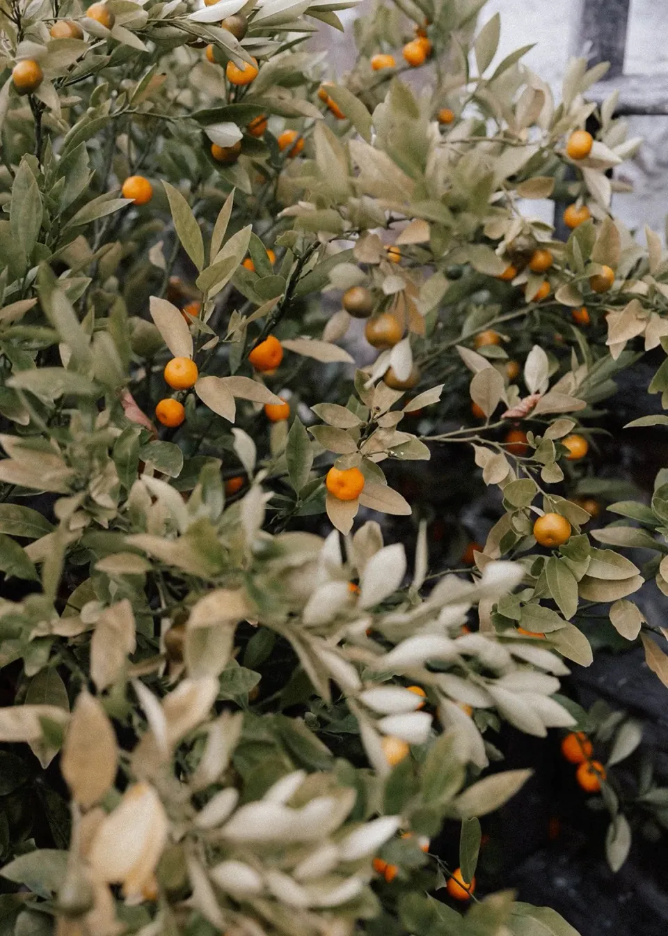 Small orange fruit hang among silvery green leaves in a garden.