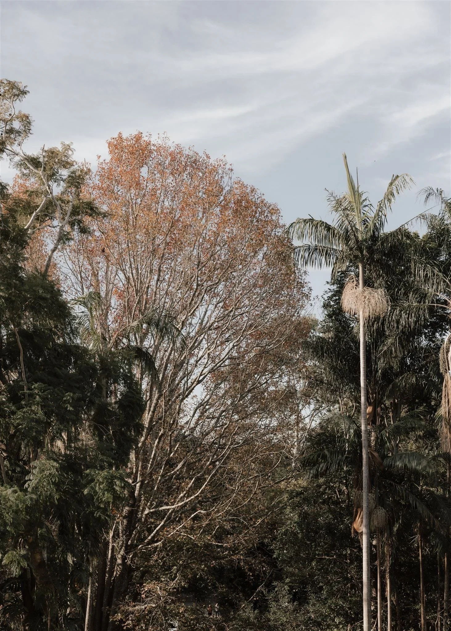 Autumn leaves and tall palms rising against a pale sky in the garden, in Montville, Sunshine Coast Hinterland, Queensland, for an Elopement Collective elopement. Photo by Bulb Creative.